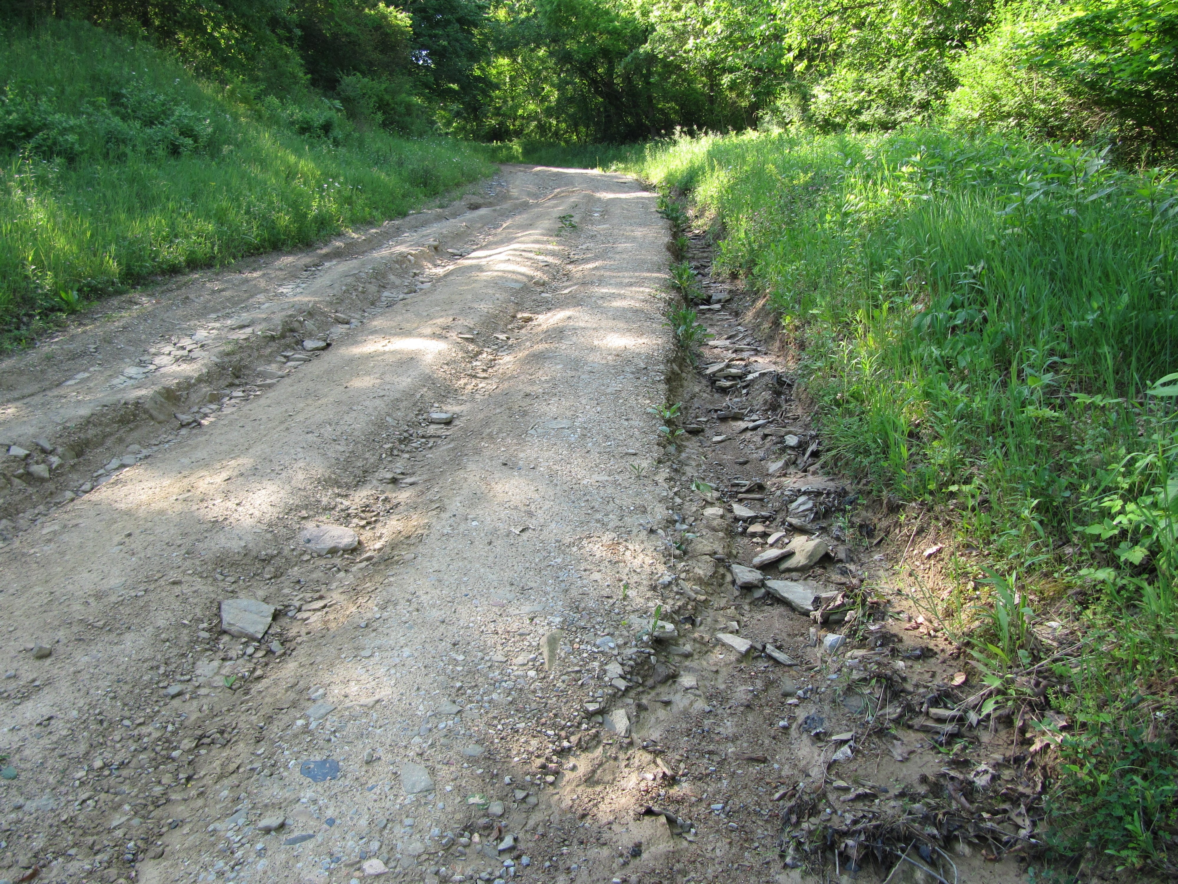 Oakleaf Before
